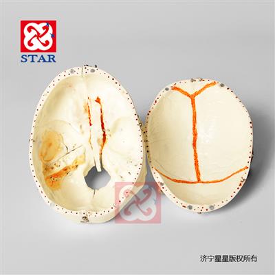 頭顱可拆分十部分，雙色牙顱底顏色展示竇動靜脈