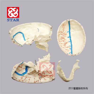 M5008可拆分，有上頜竇膜